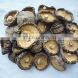 Dried whole Shiitake mushroom