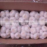 YUYUAN Brand Hot Sail Fresh Garlic Aged Garlic Extract thumbnail-2