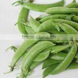 HPE03 Sejian OP Green Sweet Peas Seeds in Vegetable Seeds thumbnail-1