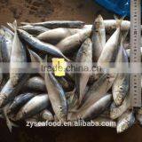 New Season Taiwan Horse Mackerel From China Origin thumbnail-1
