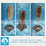 FROZEN SQUID WING thumbnail-2