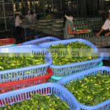 Selling good quality of pickled cucumber