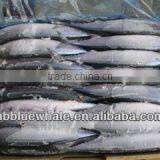 Size in 70-90g Frozen Saury