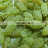 Imported great quality Green seedless Raisins