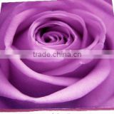giclee purple rose canvas art