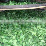 Viet Nam High Mountain Jin Xuan Oolong Tea thumbnail-3