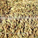 Black Cumin Seed Oil thumbnail-3