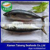 Pacific Mackerel Fish Whole Deep Frozen thumbnail-1