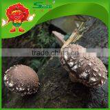 Best Fresh Matsutake Mushroom for Sale Frozen Mushrooms thumbnail-6
