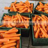 Fresh Carrot for export