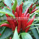 Importad by Japanese 2016 Wholesale Chilli Pepper Seeds to Plant thumbnail-1