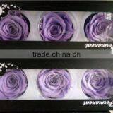 Everlasting Rose A Grade 6 to 7 cm Preserved Rose From Yunnan thumbnail-4