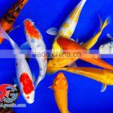 Koi Fish Bleeding Farm and Export From Thailand thumbnail-4