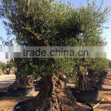 Olive Tree "Lechin"- Olea Europaea "Lechin Ejemplar" thumbnail-3