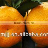 Wholesale Price Fresh Citrus Oranges thumbnail-3