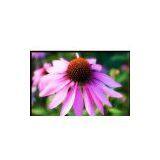 Echinacea Purpurea Extract(huping@nutra-max.com) thumbnail-1