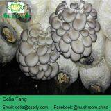 Dried Oyster Mushroom thumbnail-3