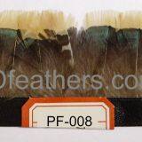 Lady Amhurst Pheasant Yellow/red Body Feather Fringe