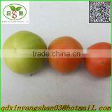 Fresh Tomato:Export Dedicated thumbnail-2