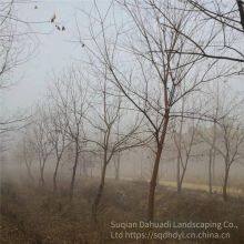 in 2020, the Price of a Chinese Tallow Tree With a Trunk Diameter of 10 Centimeters is 220 Yuan per Tree. Chinese Tallow Tree Base for Street Trees thumbnail-2