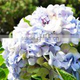Fashionable Hot Sale Hydrangea Bridal Flower thumbnail-1