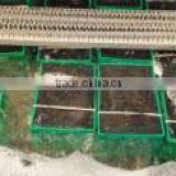 Dungeness Crab thumbnail-3