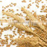 100 Pure and Natural Wheat Sprout Oil