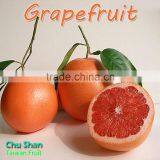 Grade A Fresh Grapefruit thumbnail-6