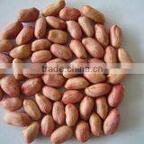 Peanut Kernels 38-42, 28-32, 24-28 thumbnail-3