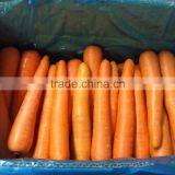China Bulk Fresh Carrot for Sale thumbnail-1