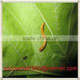 Informatiom on Raising Meal Worms Protein thumbnail-6