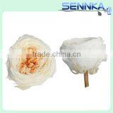 Luxury White With Orange Preserved Austin Rose Flower Head Preserved Flower Arrangement thumbnail-5