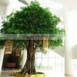 Fiberglass Big Ficus Tree thumbnail-6