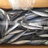 Frozen W/R Pacific/Atlantic Mackerel thumbnail-2