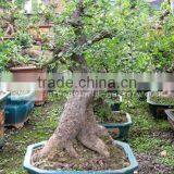 Ulmus Pumila Bonsai Trees Stump Shape thumbnail-1