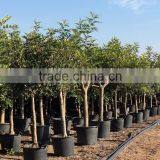 CERATONIA SILIQUA "Carob Tree" thumbnail-4