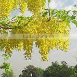 Golden Shower Tree Seeds thumbnail-1