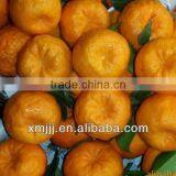 Nanfeng Honey Baby Orange thumbnail-3