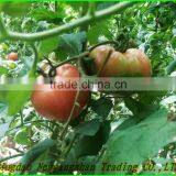 (NEW) 2015 TOMATO thumbnail-2