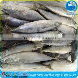 Net Weight Mackerel Fish 100% 15kg 10kg Mackerel