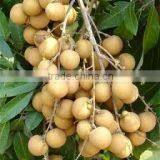 Organic Fresh Longan thumbnail-1