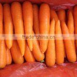 China Fresh Carrot Natural Carrot Manufacturer thumbnail-3