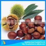 Cheap New Fresh Chestnut With Better Service thumbnail-1
