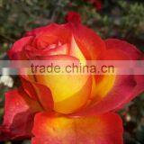 Rose Rooted Cuttings thumbnail-3