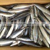 New Caught Whole Round Frozen Mackerel 8-10pcs/kg