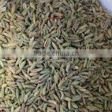 Dried Fennel Seeds thumbnail-1