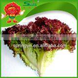 Good Quality Fresh Lettuce For Sale Red Leaf Lettuce
