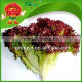 Good Quality Fresh Lettuce For Sale Red Leaf Lettuce thumbnail-1