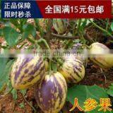Hybrid F1 Solanum Muricatum Pepino Cucumber Seeds For Planting thumbnail-6