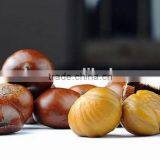 2016 High Quality Bulk Chestnut in China/Healthy Nuts/Natural Taste and Sweet thumbnail-1
